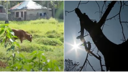 കൊടുംചൂടിൽ അവർക്കും പൊള്ളും; വളര്‍ത്തുമൃഗങ്ങള്‍ക്ക് തണലൊരുക്കണമെന്ന് മൃഗസംരക്ഷണ വകുപ്പ്