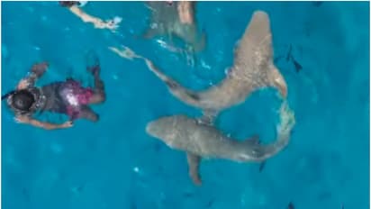 സ്രാവിന്റെ കൂടെ നീന്തിത്തുടിക്കണോ? ഇക്കാര്യങ്ങൾ ശ്രദ്ധിച്ചാൽ സംഭവം സിമ്പിൾ; പോകാം മാലിദ്വീപിലേയ്ക്ക് 