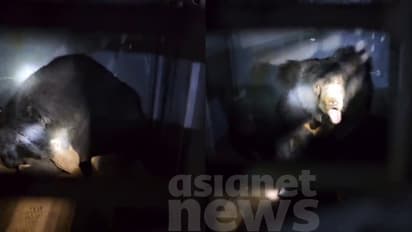 ആശ്വാസം, മലപ്പുറത്ത് ജനവാസ മേഖലയിലിറങ്ങിയ കരടി കൂട്ടിലായി