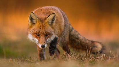 ഒമാനിലെ വീട്ടിൽ കണ്ടെത്തിയ റെഡ് ഫോക്സിനെ കാട്ടിലേക്കയച്ചു