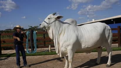 വിറ്റത് 40 കോടി രൂപയ്ക്ക്, ബ്രസീലിലെ 'ഇന്ത്യക്കാരി', പശുക്കൾക്കിടയിലെ സൗന്ദര്യറാണി!