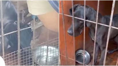 വായിലും കഴുത്തിലും ചങ്ങല കുരുങ്ങി, വെള്ളം കുടിക്കാൻ പോലുമാവാതെ തളർന്ന് വളർത്തുനായ; രക്ഷയ്ക്കെത്തി ഫയർഫോഴ്സ്