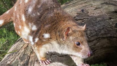 അവിശ്വസനീയം ഈ മടങ്ങിവരവ്! ഒരിക്കൽ ഭൂമുഖത്ത് നിന്നും അപ്രത്യക്ഷമായി, വീണ്ടും തിരികെവന്ന 5 ജീവികൾ