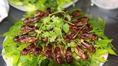 പ്രാണികൾ അടങ്ങിയ ഭക്ഷണത്തിന് കുവൈത്തിൽ വിലക്ക്