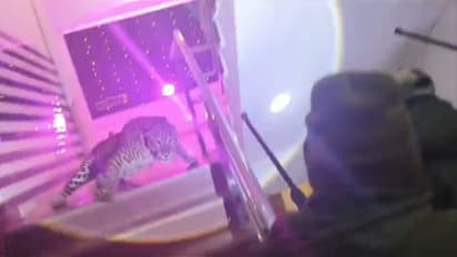 Chaos, panic as leopard storms Lucknow wedding, stuns guests; dramatic rescue follows (WATCH)