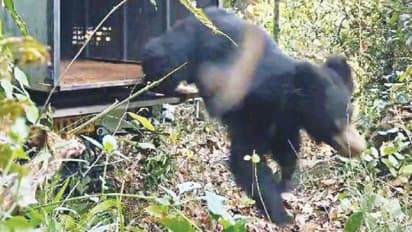 നാട്ടിൽ ഇഷ്ടം പോലെ തേൻകൂടുകൾ, ലക്ഷങ്ങൾ പോയി കൃഷിവരെ ഉപേക്ഷിച്ചു, ക്ഷേത്രം നോട്ടമിട്ടതോടെ 'ഭീകരൻ' കുടുങ്ങി