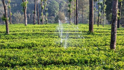 8 amazing Things to Do in Ooty for a perfect getaway