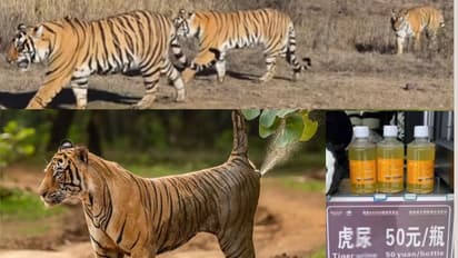 ಹುಲಿ ಮೂತ್ರ ಮಾರಾಟ ಮಾಡಿದ ಮೃಗಾಲಯ: ಸಂಧಿವಾತಕ್ಕೆ ರಾಮಬಾಣವೆಂದು ಜನರಿಗೆ ವಂಚನೆ?