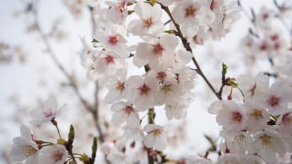 സഞ്ചാരികളേ ഇതിലേ ഇതിലേ, ഒമാനിലെ വക്കാൻ ഗ്രാമത്തിൽ ആപ്രിക്കോട്ട് വസന്തം