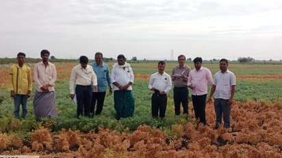ಜಮೀನು ಸಿಗದ ದ್ವೇಷ: ದಾಯಾದಿಗಳ ಕಲಹಕ್ಕೆ ಬಡ ರೈತನ ಲಕ್ಷಾಂತರ ರೂ. ಬೆಳೆ ಹಾನಿ