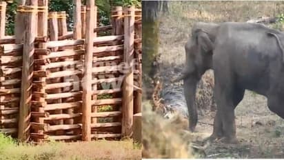 മസ്തകത്തിൽ മുറിവേറ്റ ആനയെ കണ്ടെത്തി; ചികിത്സയ്ക്കായി അരുണ് സഖറിയ, അരിക്കൊമ്പന്റെ കൂട് മതിയോയെന്ന് പരിശോധന