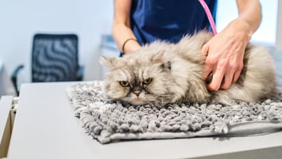 അഞ്ച് ലക്ഷം ദിർഹം വരെ പിഴ, വെറ്ററിനറി നിയമലംഘകർക്കെതിരെ കർശന നടപടികളുമായി അജ്മാൻ മുനിസിപ്പാലിറ്റി