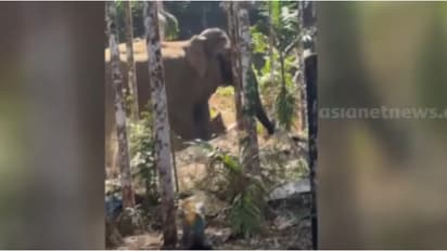 പട്ടാപ്പകൽ അങ്കണവാടി വരെ കാട്ടാനയെത്തി; കുട്ടികളെ വീടിനു പുറത്തേക്ക് വിടാൻ ഭയമെന്ന് അമ്മമാർ