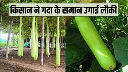 जैविक लौकीने किसान अनुरोधला बनवले लखपती