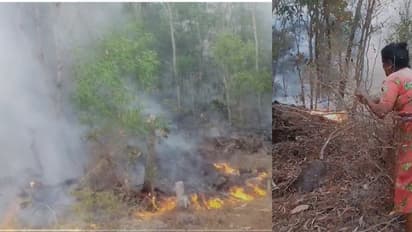 മരങ്ങൾ കത്തി നിലംപതിക്കുന്നു, കരിയിലയും അടിക്കാടും ആളി തീപടരുന്നു;150 ഏക്കറോളം നാശംവിതച്ച് അമ്പൂരിയിൽ കാട്ടുതീ