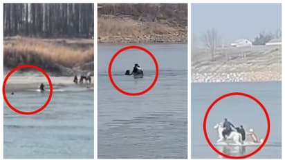 നദിയില്‍ മുങ്ങിയ മനുഷ്യനെ അതിസാഹസികമായി രക്ഷിച്ച് 'വെള്ള ഡ്രാഗണ്‍' കുതിര; പിന്നാലെ മരണം, വീഡിയോ വൈറൽ 