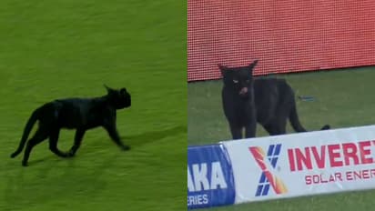 PAK vs NZ: Black cat walks around the pitch, interrupts ODI tri-series final (WATCH)