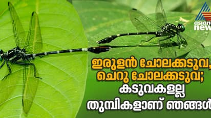 മഹാരാഷ്ട്രയ്ക്കും കേരളത്തിനും പുതിയ ബന്ധം; കടുവാത്തുമ്പി കുടുംബത്തിലേക്ക് രണ്ട് പുതിയ അതിഥികൾ കൂടി