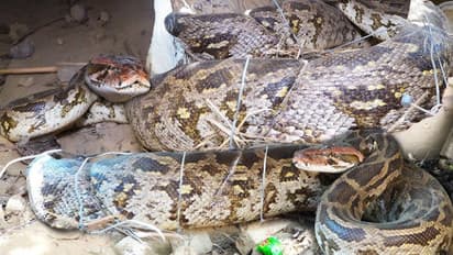 meerut python tunnel giant snakes danger forest department action