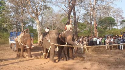 ಇಬ್ಬರ ಬಲಿ ಪಡೆದಿದ್ದ ವೇದ ಹೆಸರಿನ ಪುಂಡಾನೆ ಸೆರೆ: ದುಬಾರೆ ಸಾಕಾನೆ ಶಿಬಿರದ ಕ್ರಾಲ್ನಲ್ಲಿ ಸನ್ನಡತೆಯ ಪಾಠ!