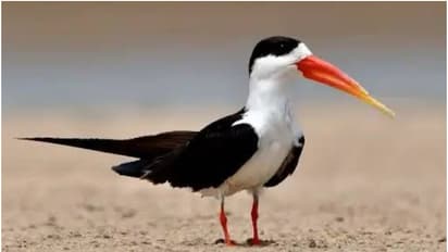 മഹാ കുംഭമേള: കാലാവസ്ഥാ സമ്മേളനത്തിന്റെയും പക്ഷിമേളയുടെയും ഒരുക്കങ്ങൾ പൂർത്തിയായി