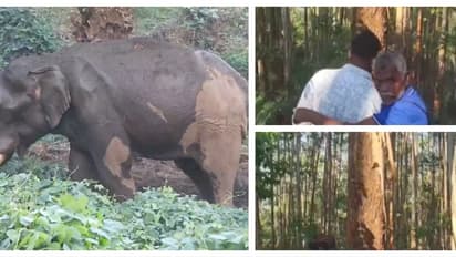 മസ്തകത്തിൽ പരിക്കേറ്റ ആനയ്ക്കായി ചികിത്സാദൗത്യം: കൂട് നിർമ്മിക്കാൻ 40മരങ്ങൾ മാർക്ക് ചെയ്തു, കുംകിയാന നാളെ വരും