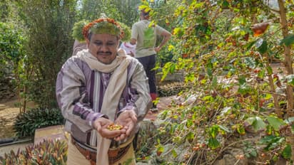 യൂറോപ്പിന് രുചിയേകാൻ ജിസാനിലെ അൽദാഇറിലെ തോട്ടങ്ങളിൽ വിളഞ്ഞ കാപ്പി; നല്ല തുടക്കത്തിൽ പ്രതീക്ഷയുമായി സൗദി 