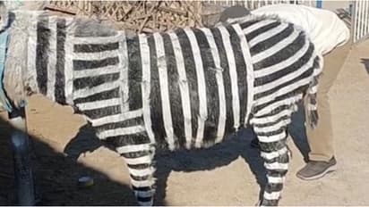 ആളെ പറ്റിക്കാൻ കഴുതയെ പെയിന്റടിച്ച് സീബ്രയാക്കി, പിടിക്കപ്പെട്ടപ്പോൾ 'പറ്റിച്ചേ' എന്ന് മൃഗശാല ഉടമ