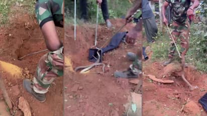 വീടിന് സമീപത്തെ പറമ്പിലെ പൊത്തിലൊളിച്ചു, പുറത്തെടുത്തിട്ടും ശൗര്യമടങ്ങിയില്ല, പിടികൂടിയത് 2 മൂർഖൻ പാമ്പുകളെ