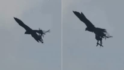 പരുന്തുകൾക്കും പ്രാപ്പിടിയന്മാർക്കും പരിശീലനം; ഡ്രോണ്‍ വേട്ടയ്ക്കും നിരീക്ഷണത്തിനും തെലങ്കാനയിൽ ഗരുഡ സ്ക്വാഡ്