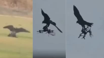 ಭಾರತಕ್ಕೆ ಬಂದ ಡ್ರೋನ್ ಬೇಟೆಯಾಡುವ ಹದ್ದುಗಳು; ತೆಲಂಗಾಣ ಪೊಲೀಸರಿಂದ ವಿಶೇಷ ತರಬೇತಿ!