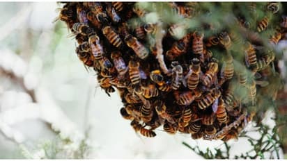 പാലരുവി വിനോദസഞ്ചാര കേന്ദ്രത്തിൽ തേനീച്ച ആക്രമണം, ജീവനക്കാരും സഞ്ചാരികളുമടക്കം 25 പേർക്ക് കുത്തേറ്റു 