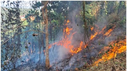 ബീഡിക്കുറ്റിയിൽ നിന്ന് പടർന്നതാവാമെന്ന് നിഗമനം; റബർതോട്ടത്തിൽ  തീപിടിത്തം