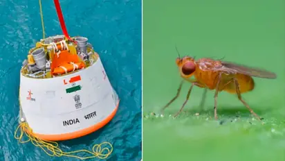 Tiny heroes of Space: Why India is sending fruit flies to the final frontier