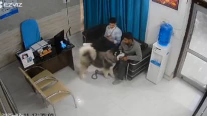 ഞെട്ടിക്കുന്ന സിസിടിവി ദൃശ്യങ്ങൾ, ആദ്യം സ്നേഹത്തോടെ അടുത്തുവന്നു, നൊടിയിടയിൽ അക്രമകാരിയായി ഹസ്കി 