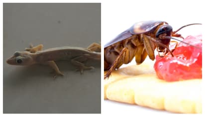 വീട്ടിൽ കീടങ്ങളുടെ ശല്യമോ? ഇത് ചെയ്തുനോക്കൂ