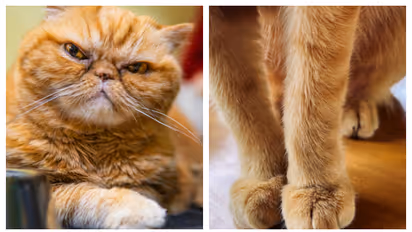 ഫ്ലാറ്റിൽ വളർത്തിയത് 350 പൂച്ചകളെ, പിന്നാലെ യുവതിക്ക് നോട്ടീസ്, 48 മണിക്കൂറിൽ പരിഹാരം കാണണം!