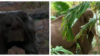 മുറിവിൽ ചെളി വാരിയെറിഞ്ഞ്, തുമ്പിക്കൈ കൊണ്ട് തലോടി അതിരപ്പിള്ളിയിലെ പരിക്കേറ്റ കൊമ്പൻ; വിദ​ഗ്ധസംഘം നാളെയെത്തും