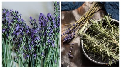 ഉറക്കകുറവും അലർജിയും കൊണ്ട് പൊറുതിമുട്ടിയോ? പരിഹാരം ഈ ചെടികളിലുണ്ട്