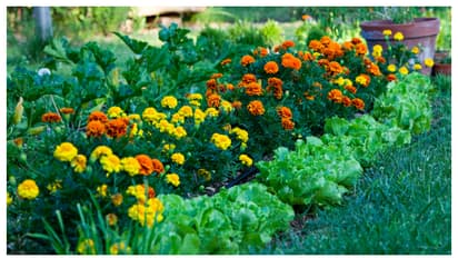 ഈ ചെടികൾ നിങ്ങളുടെ വീട്ടിലുണ്ടോ? എങ്കിൽ സൂക്ഷിക്കണം