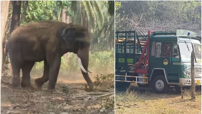 വിക്രമും കുഞ്ചുവും സുരേന്ദ്രനും റെഡി, ബാക്കി കാര്യങ്ങൾ നോക്കിയാൽ മതി; അതിരപ്പിള്ളിയിൽ കൊമ്പനെ പിടികൂടും