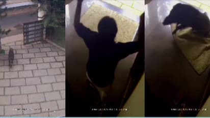 വീട്ടിനുള്ളിലും രക്ഷയില്ല! പത്രം വായിച്ചിരിക്കെ സലീമിനുനേരെ പാഞ്ഞടുത്ത് കാട്ടുപന്നി, രക്ഷപ്പെട്ടത് തലനാരിഴക്ക്