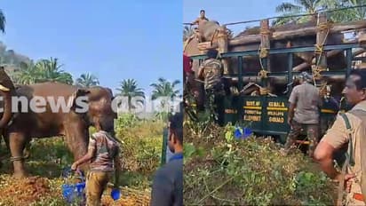 അതിരപ്പിള്ളി ആന ദൗത്യം പൂര്ണം; കാട്ടുകൊമ്പനെ അനിമൽ ആംബുലന്സിലേക്ക് മാറ്റി, കോടനാട്ടിലേക്ക് പുറപ്പെട്ടു