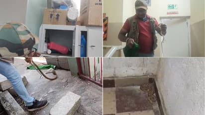 Bengaluru residents warned as snakes enter homes amid rising heat; BBMP on high alert