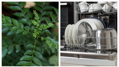 करी पत्ता से किचन होगा चकाचक साफ ! जानें Cleaning के आसान तरीके