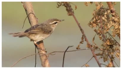  വെള്ള പുരികവും കൂര്‍ത്ത കൊക്കും, ദേശാടന പക്ഷിക്കൂട്ടത്തിൽ പുതിയ അതിഥിയായി തവിടന്‍ ഇലക്കുരുവി