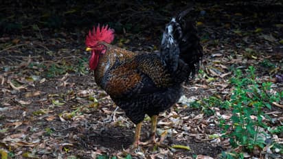 'Everyday at 3 am': Kerala man files complaint against neighbour's rooster for disturbing sleep, wins battle
