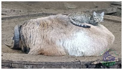 'കപ്പിൾ ഓഫ് ദ ഇയർ' ; ഈ വർഷത്തെ മികച്ച മൃഗ ജോഡികൾക്കുള്ള സമ്മാനം സ്വന്തമാക്കിയ പൂച്ചയും ആടും