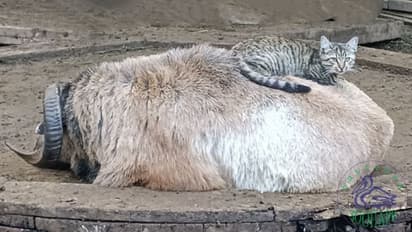 बिल्ली और मेमने की अनोखी दोस्ती, ओडेसा चिड़ियाघर का 'वर्ष का जोड़ा'