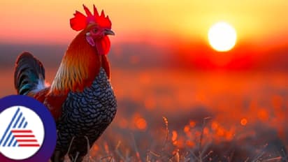 ನಸುಕಿನ ಜಾವ 3ಕ್ಕೆ ಕೂಗಿದ್ದಕ್ಕೆ ಕೋಳಿ ಮೇಲೆ ಬಿತ್ತು ಕೇಸ್! ಕೂಗಿದ್ದೇ ತಪ್ಪಾಯ್ತಾ? ಕೇರಳದಲ್ಲೊಂಉ ವಿಚಿತ್ರ ಘಟನೆ!